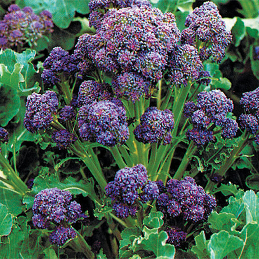 BROCCOLI - Purple Sprouting - Brassica oleracea