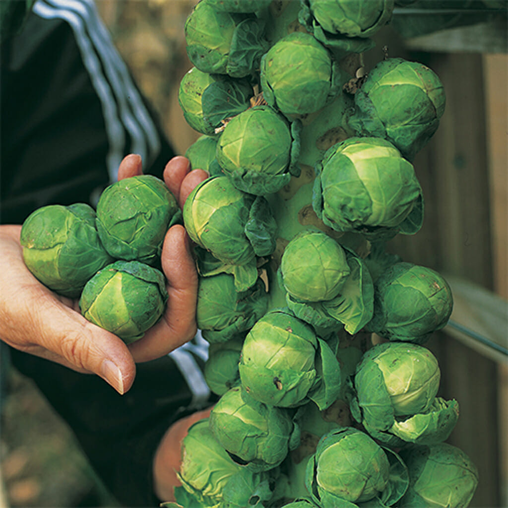 BRUSSELS SPROUTS - Long Island Improved - Brassica oleracea var. gemmifera