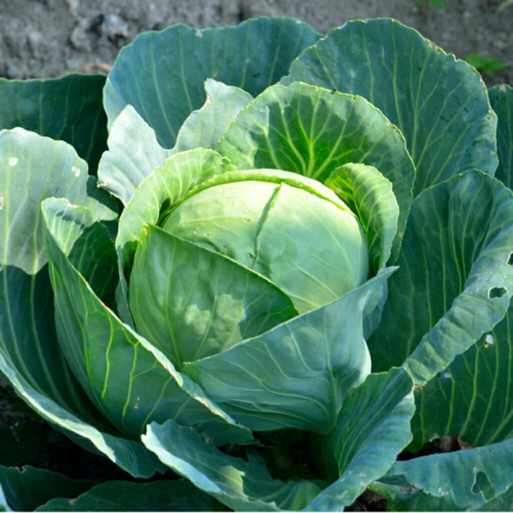 CABBAGE - Brunswick - Brassica oleracea