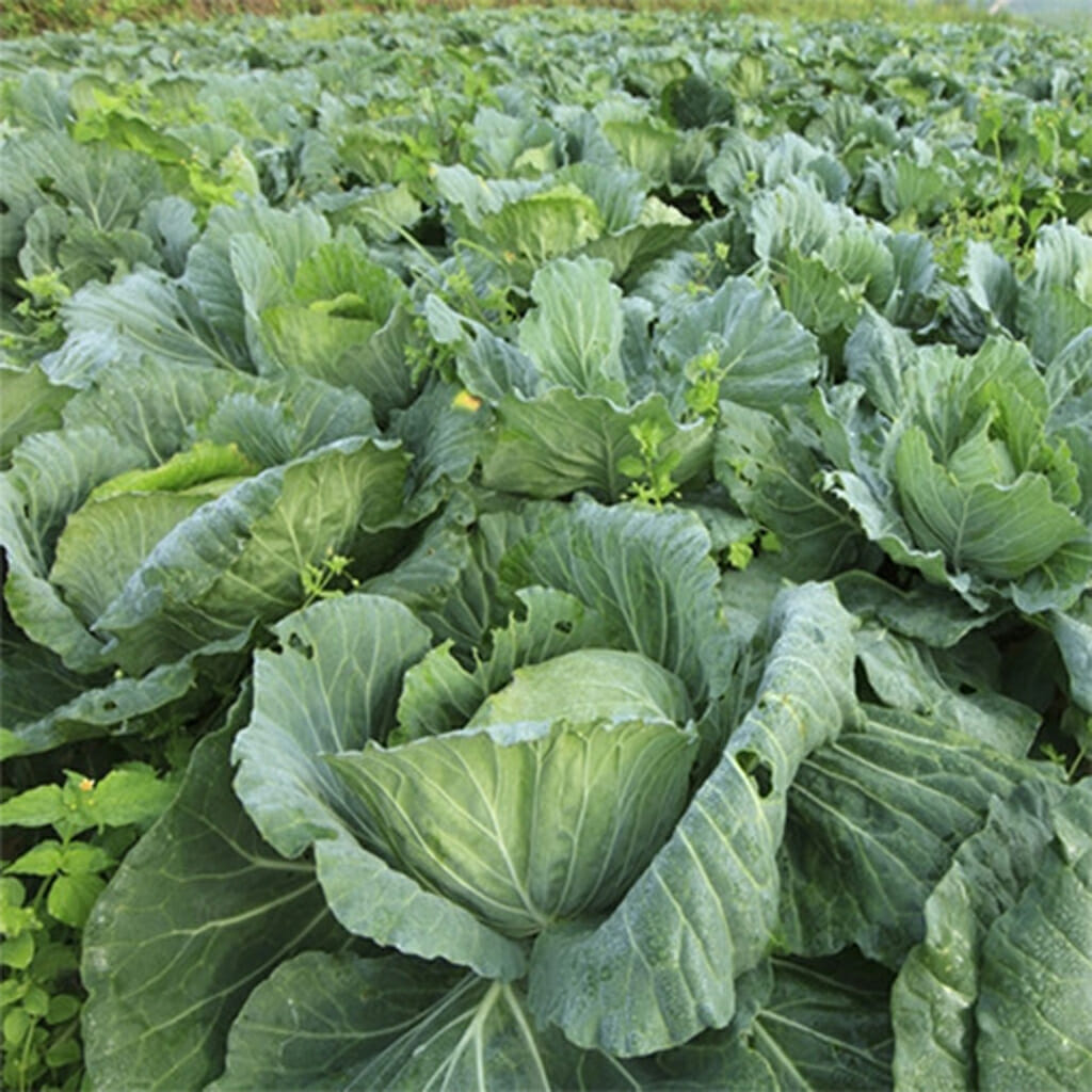 COLLARDS - Morris Heading - Brassica oleracea var acephala