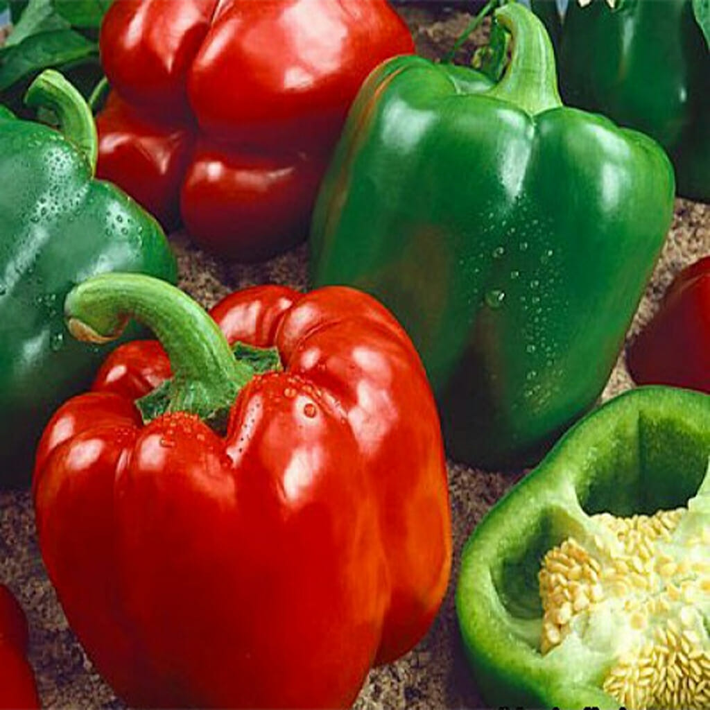 CAPSICUM - California Wonder - Capsicum Annuum
