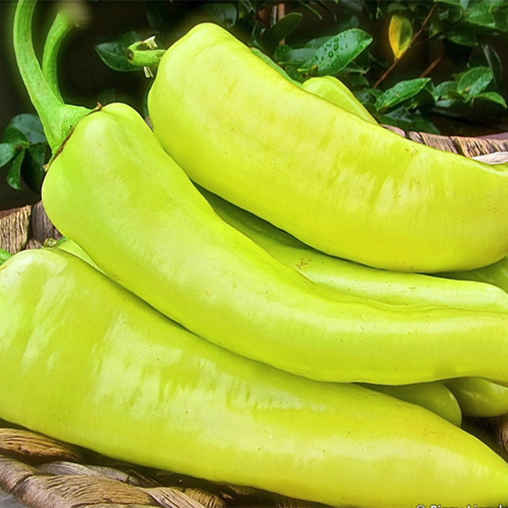 CAPSICUM - Sweet Banana - Capsicum Annuum
