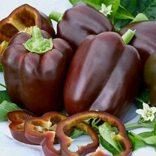 CAPSICUM - Chocolate Beauty  - Capsicum Annuum