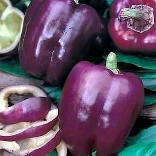 CAPSICUM - Purple Beauty  - Capsicum Annuum