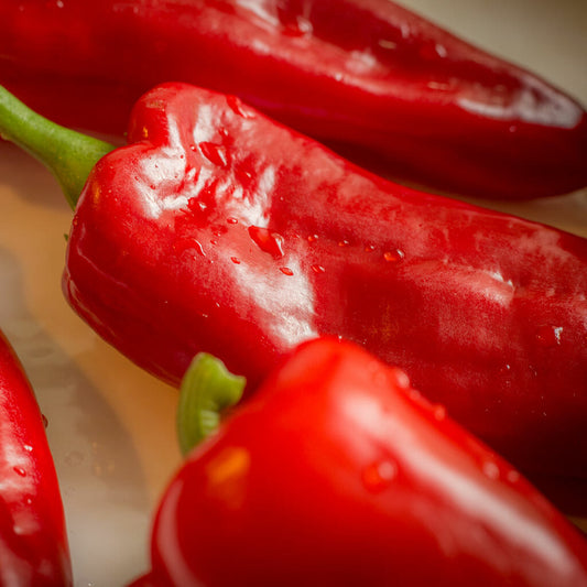 CAPSICUM - Romanian Sweet  - Capsicum annuum