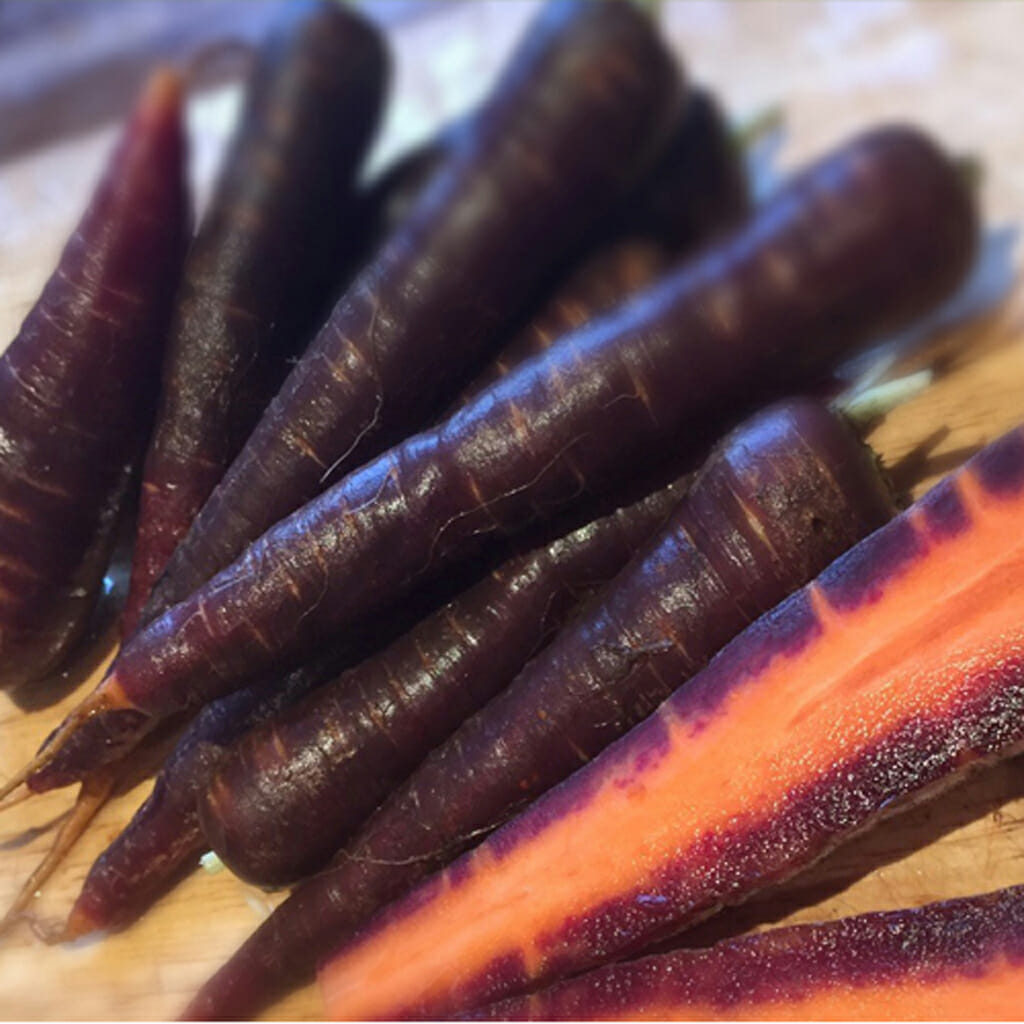 CARROT - Cosmic Purple - Daucus carota