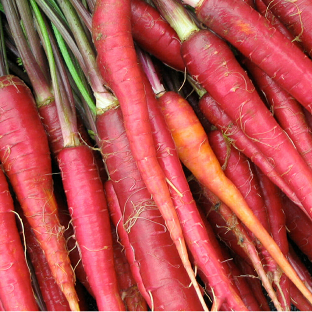 CARROT - Atomic Red - Daucus carota