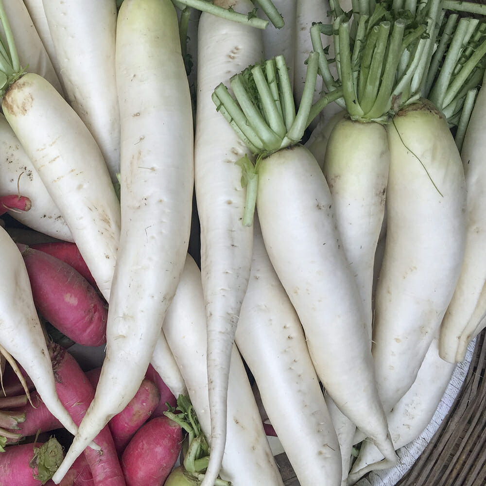 CARROT - Lunar White - Daucus carota
