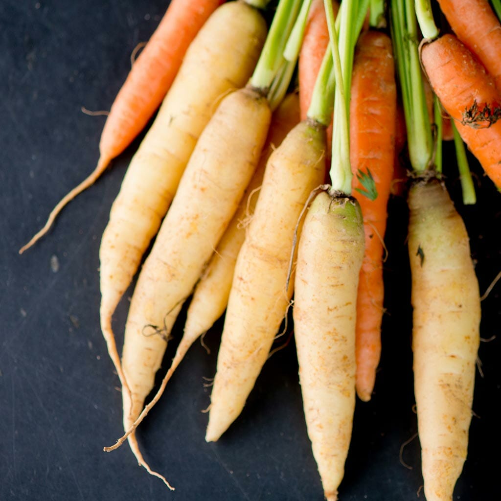 CARROT - Lunar White - Daucus carota