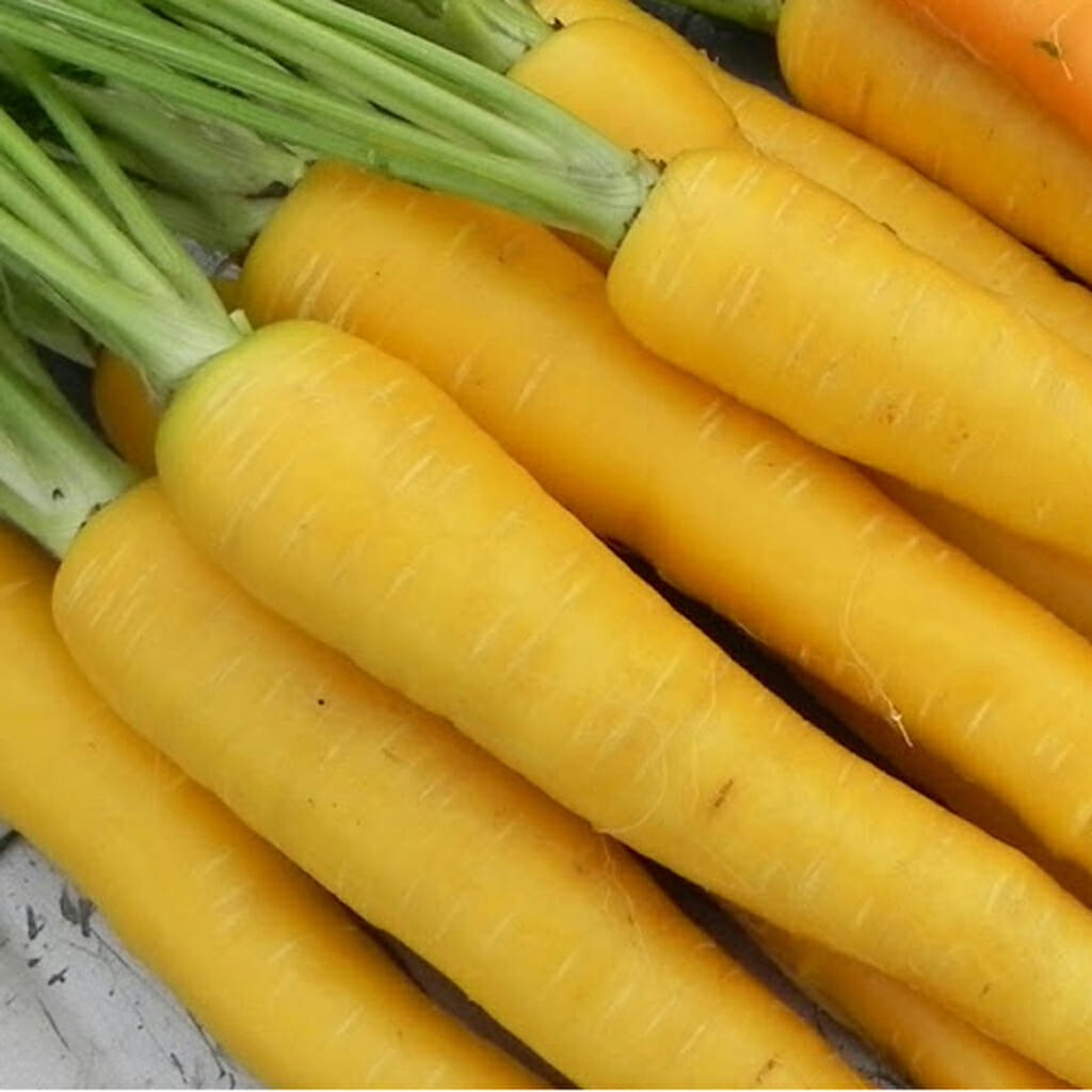 CARROT - Solar Yellow - Daucus carota
