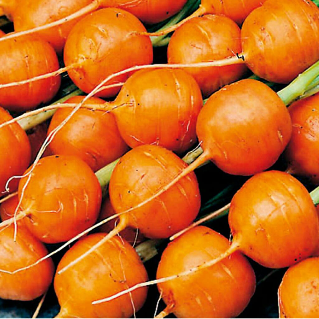 CARROT - Parisian Market - Daucus carota