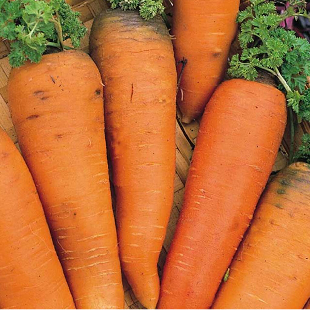 CARROT - Chantenay Red Cored - Daucus carota