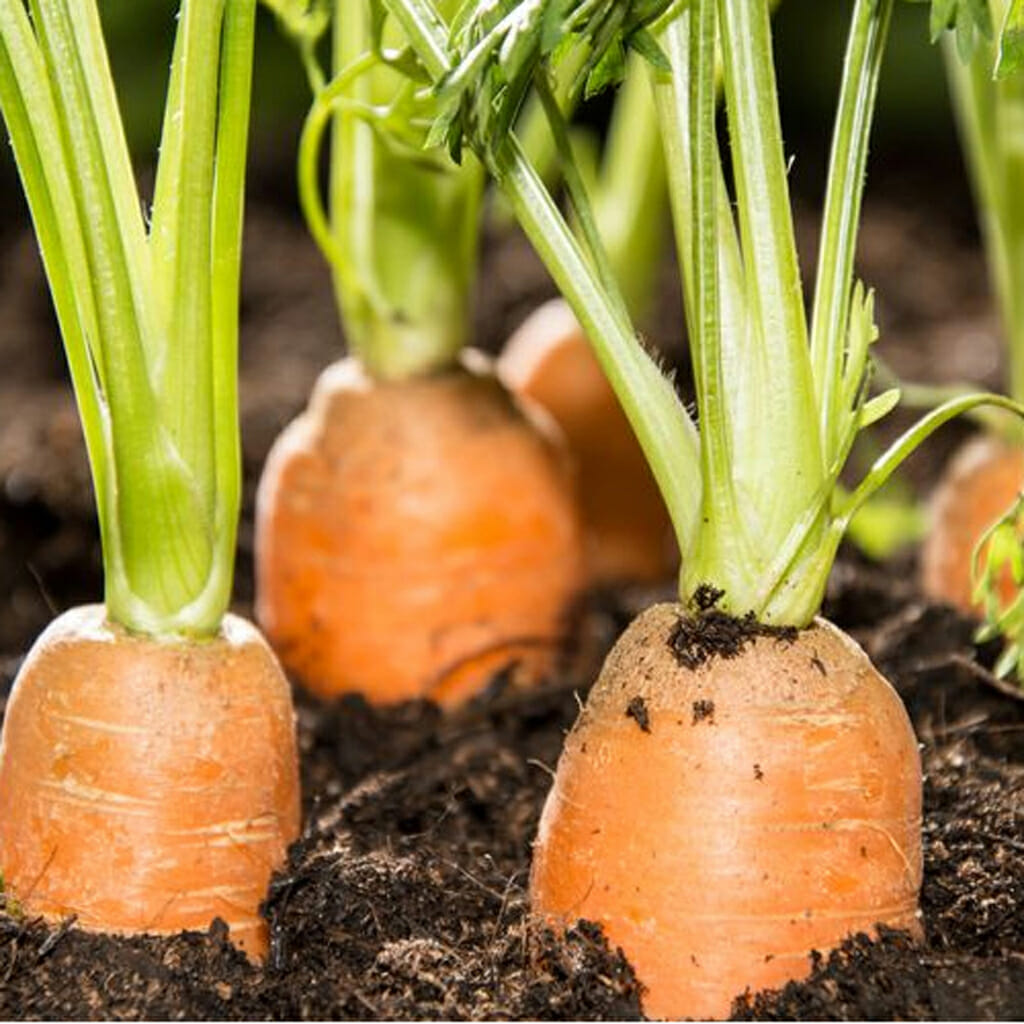 CARROT - Chantenay Royal - Daucus carota