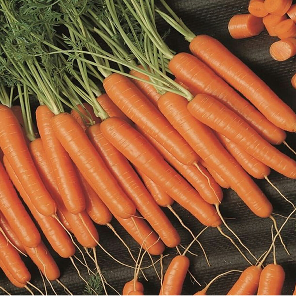 CARROT - Scarlet Nantes - Daucus carota
