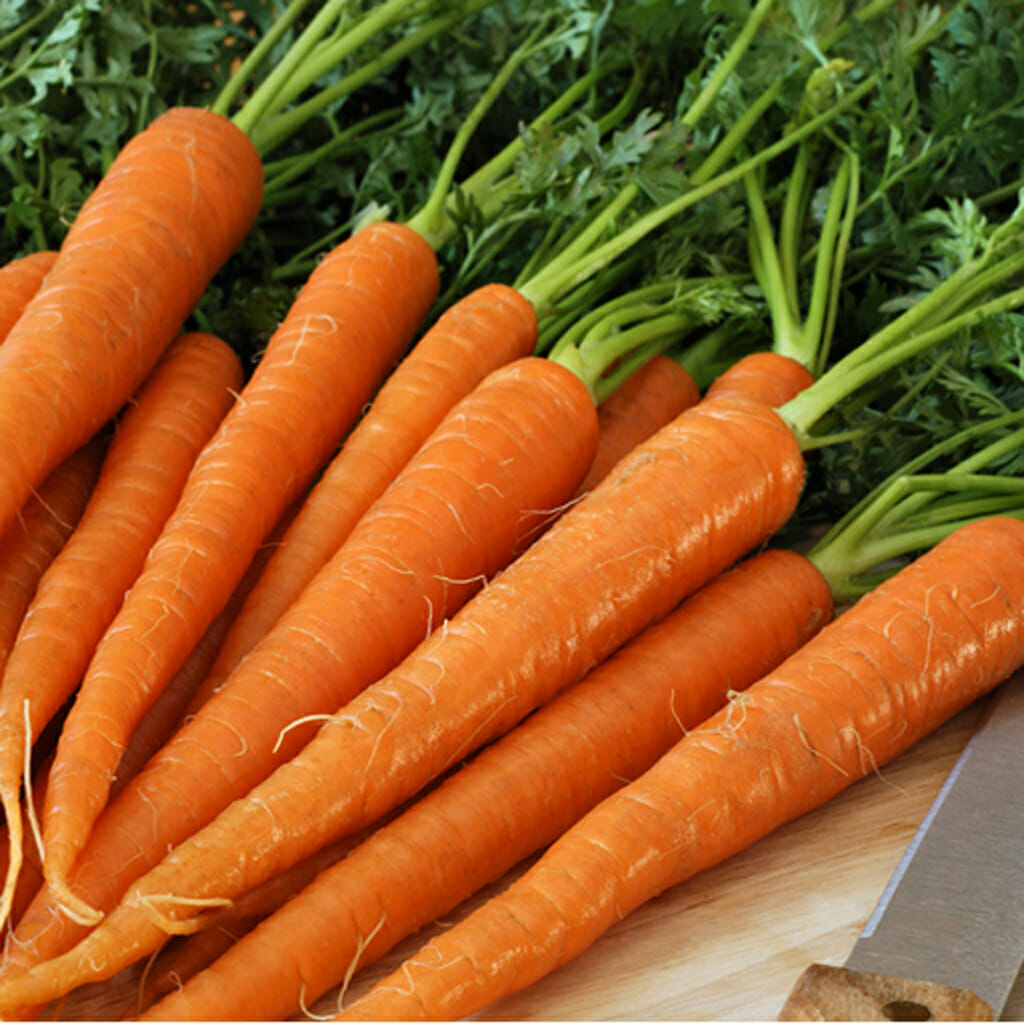 CARROT - Little Fingers - Daucus carota