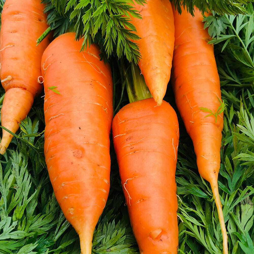 CARROT - Kuroda - Daucus carota