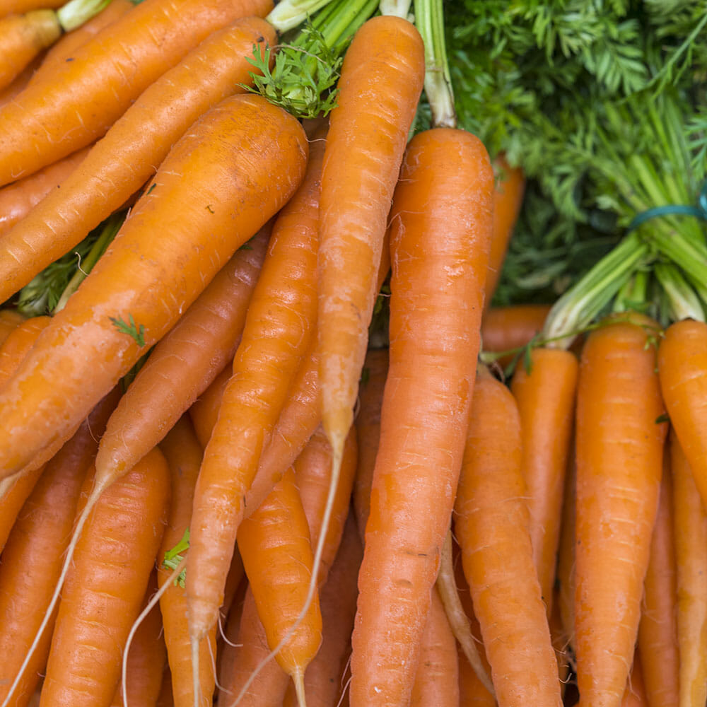 CARROT - All Seasons - Daucus carota