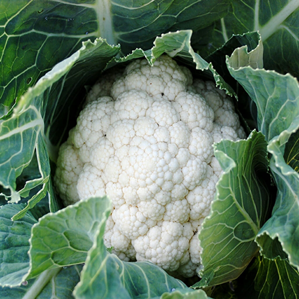 CAULIFLOWER - Snowball - Brassica oleracea var. botrytis