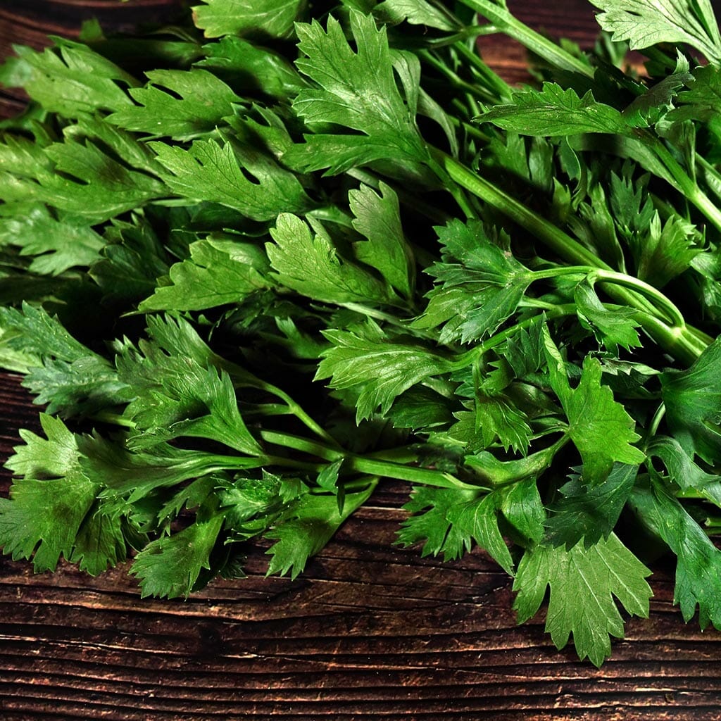 PAR-CEL - Chinese Leaf Celery/Chinese Parsley - Apium graveolens