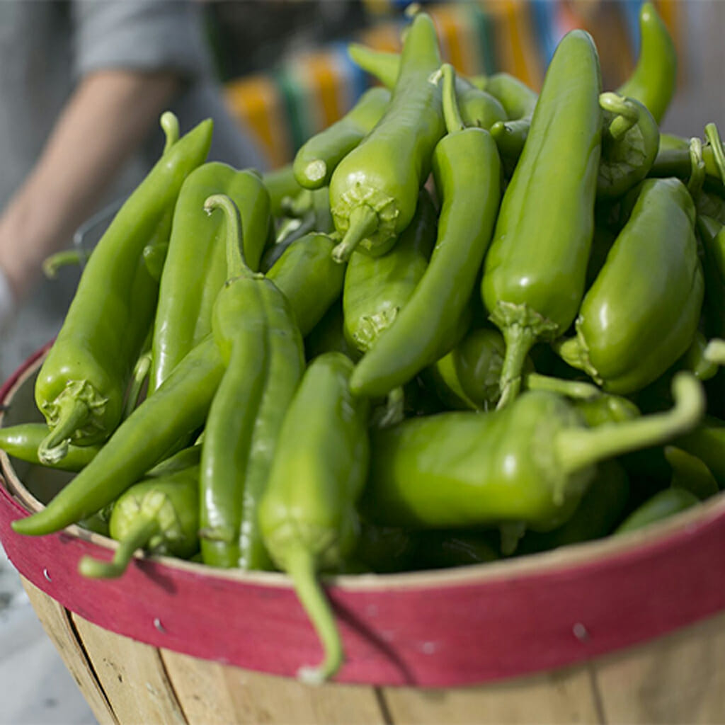 CHILLI PEPPER - Anaheim  - Capsicum annuum