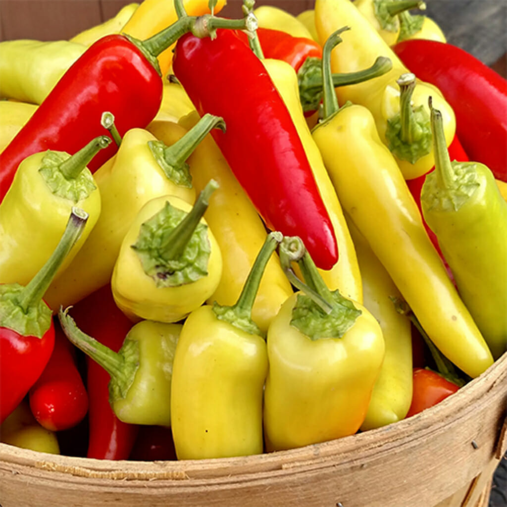 CHILLI PEPPER - Hungarian Hot Wax  - Capsicum annuum