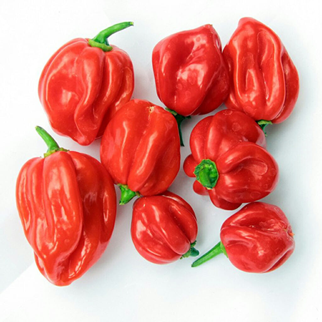 CHILLI PEPPER - Scotch Bonnet Red  - Capsicum chinensis