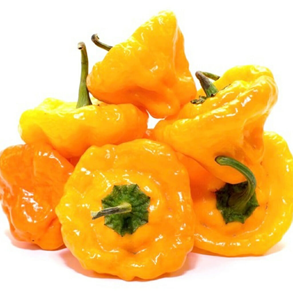 CHILLI PEPPER - Scotch Bonnet Orange - Capsicum chinensis