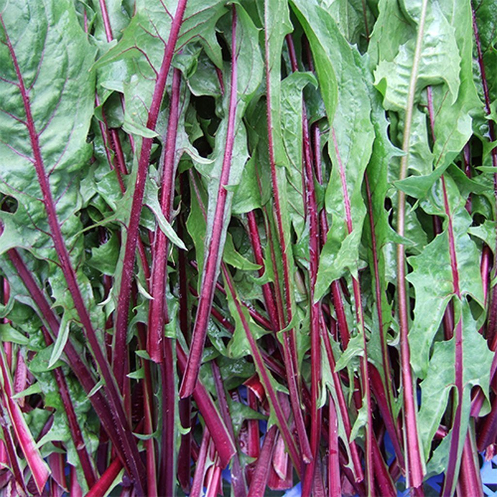 CHICORY - Catalogna Italiko Rosso - Cichorium intybus