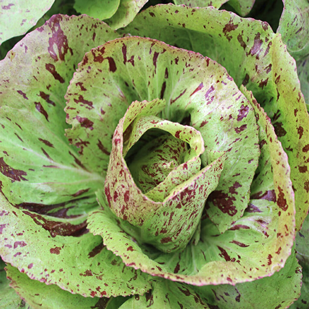 CHICORY - Variegata Di Castelfranco - Cichorium intybus