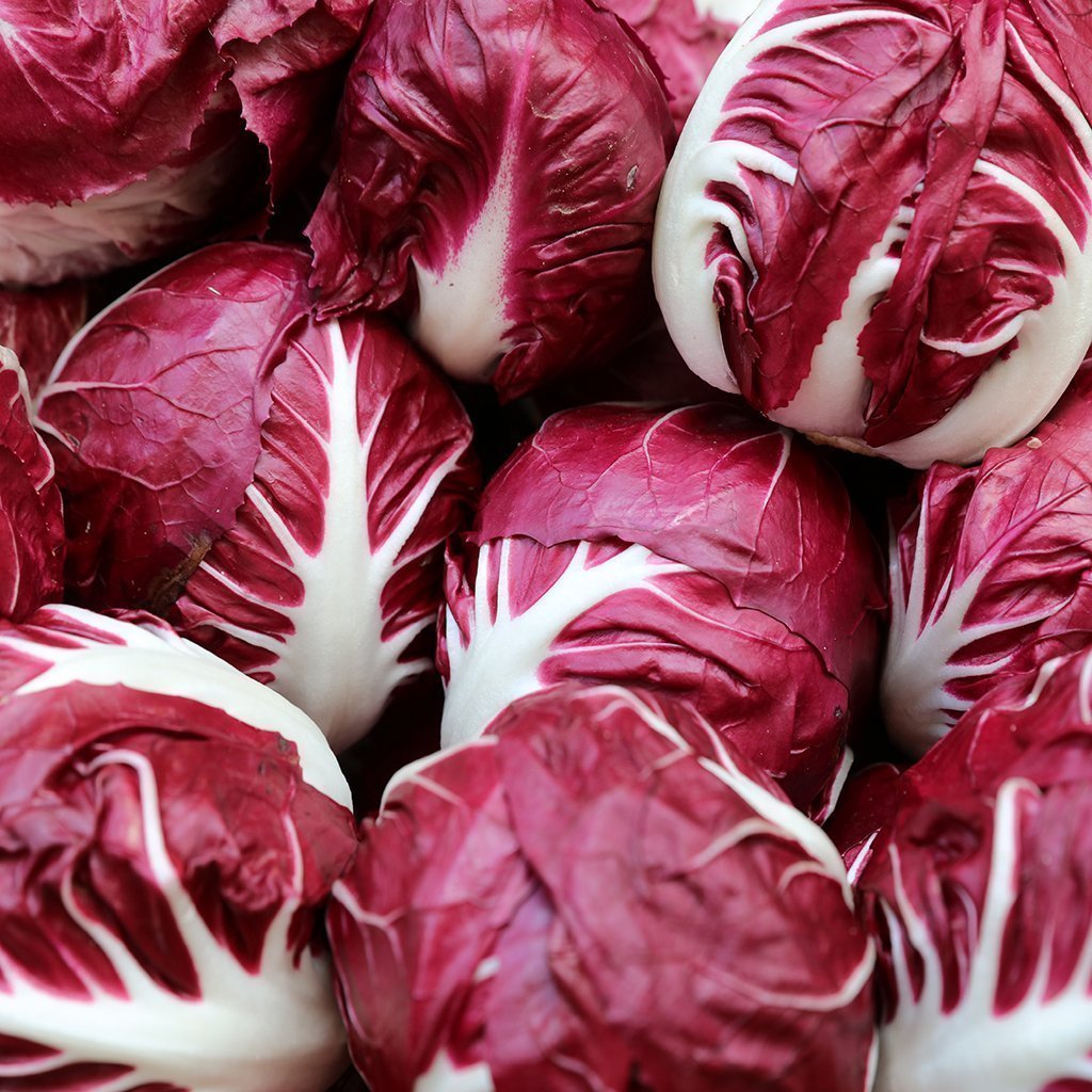 CHICORY - Rosa Di Verona - Cichorium intybus