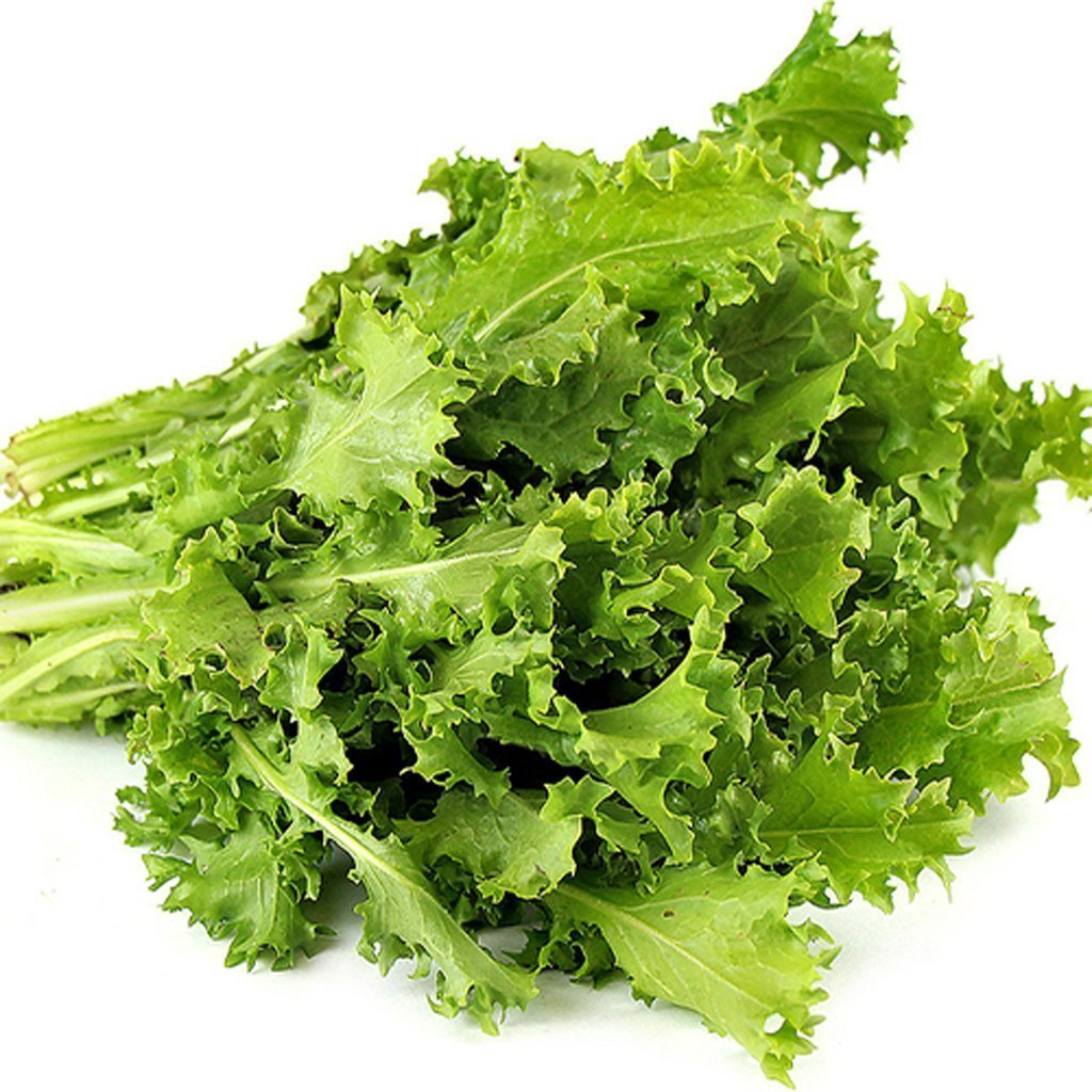 ENDIVE - Romanesca da Taglio - Chicorium endivia