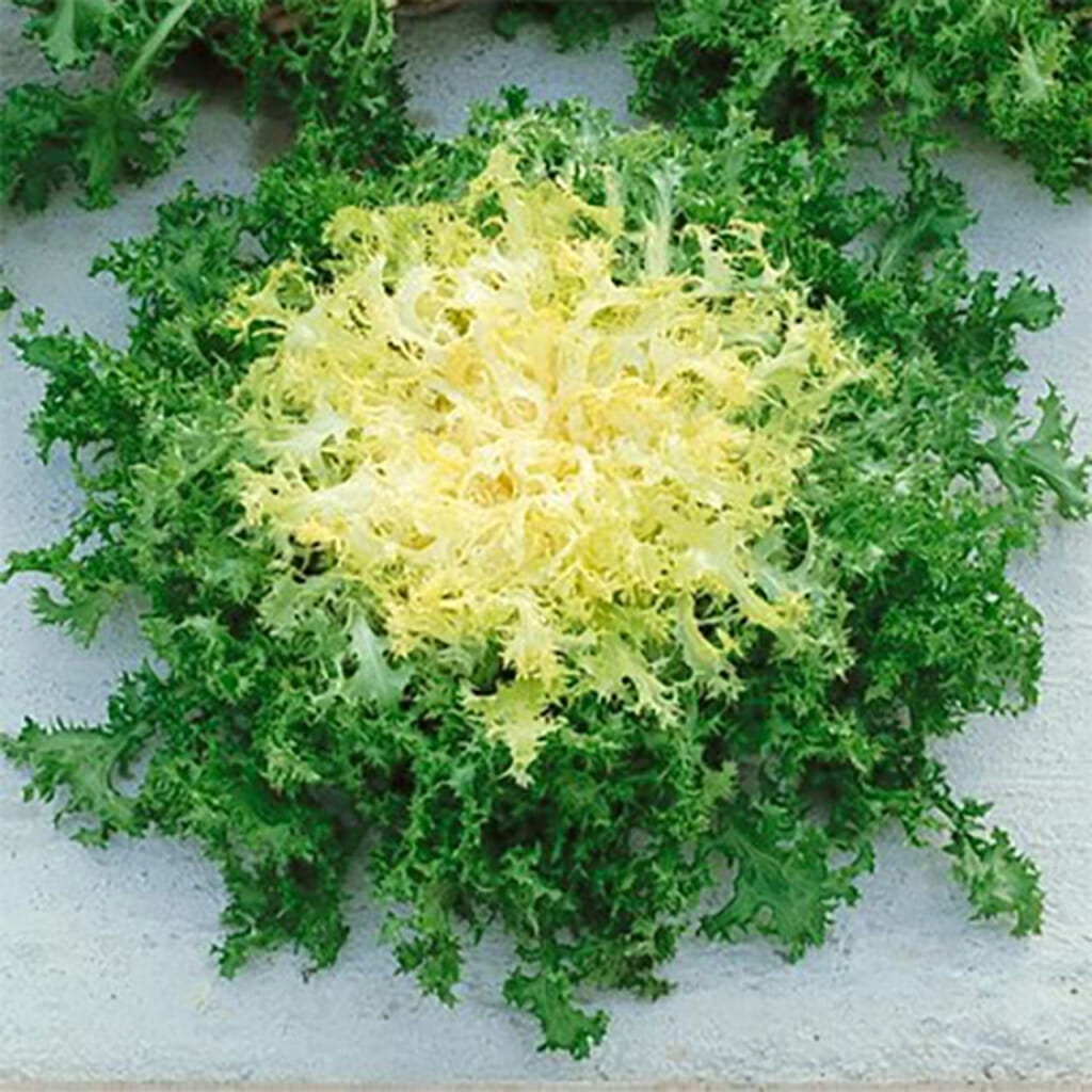 ENDIVE - Green Full Heart - Chicorium endivia
