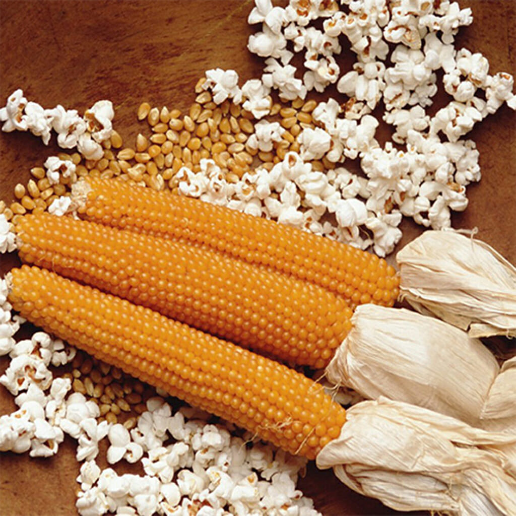CORN - Popping Corn - Zea mays