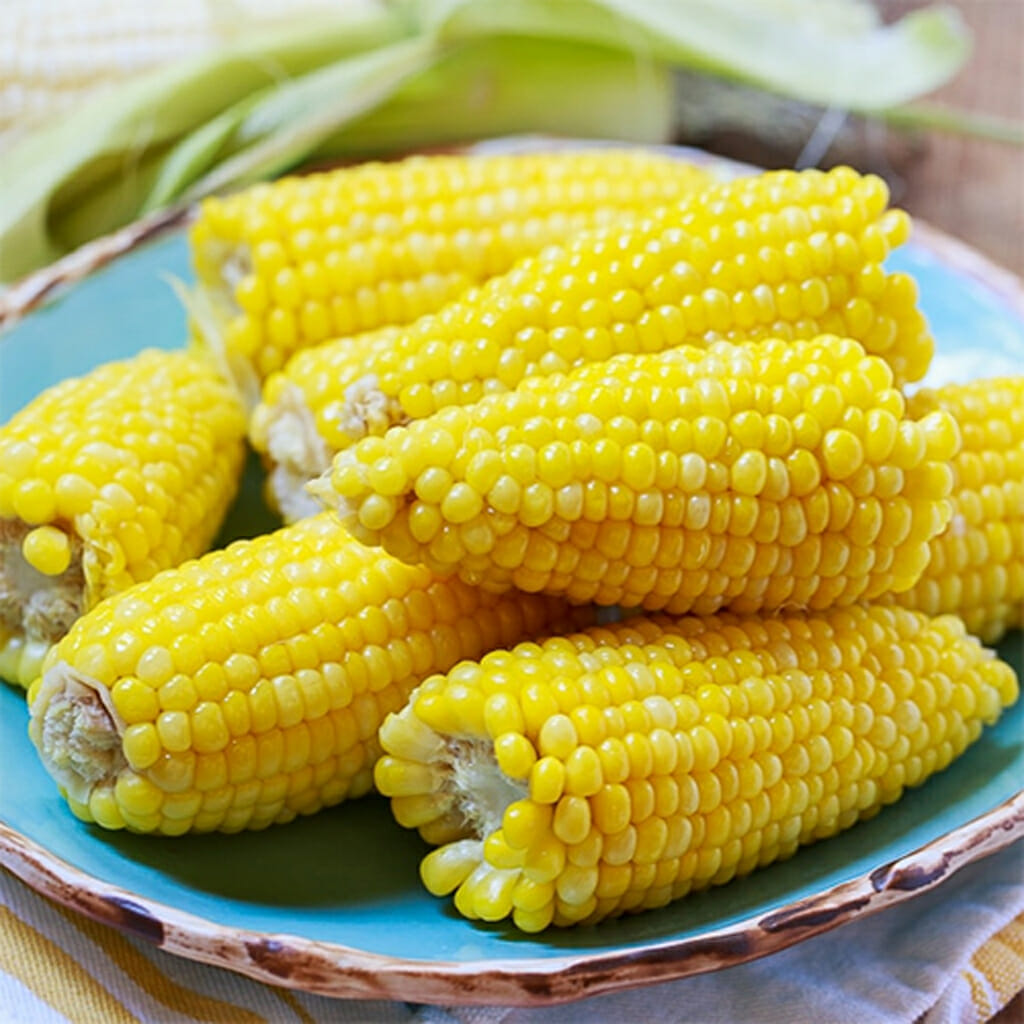 SWEET CORN - Balinese - Zea mays