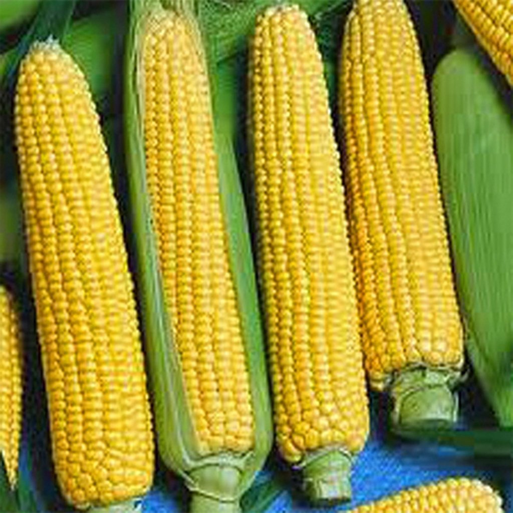 SWEET CORN - Golden Bantam - Zea mays