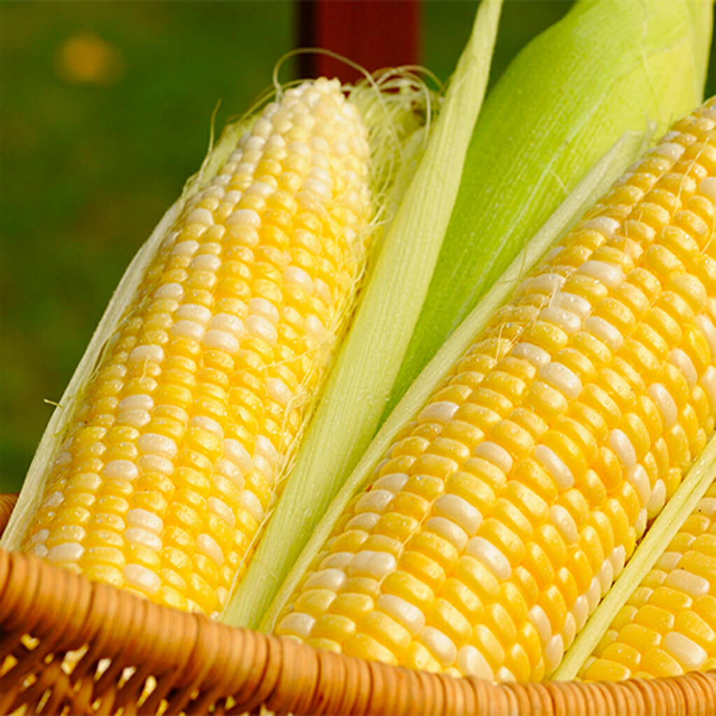 SWEET CORN - Jolly Roger - Zea mays