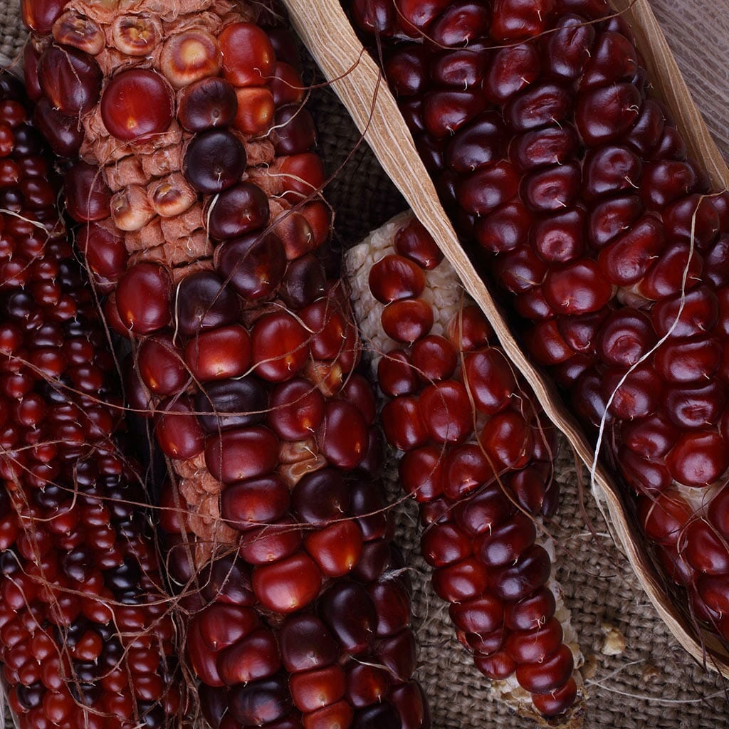 CORN/MAIZE - Red Aztek  - Zea mays