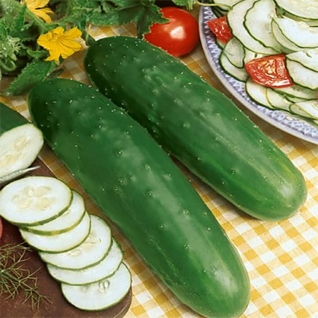 CUCUMBER - Marketmore - Cucumis sativus