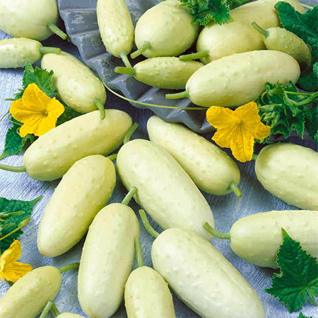 CUCUMBER - Long White - Cucumis sativus