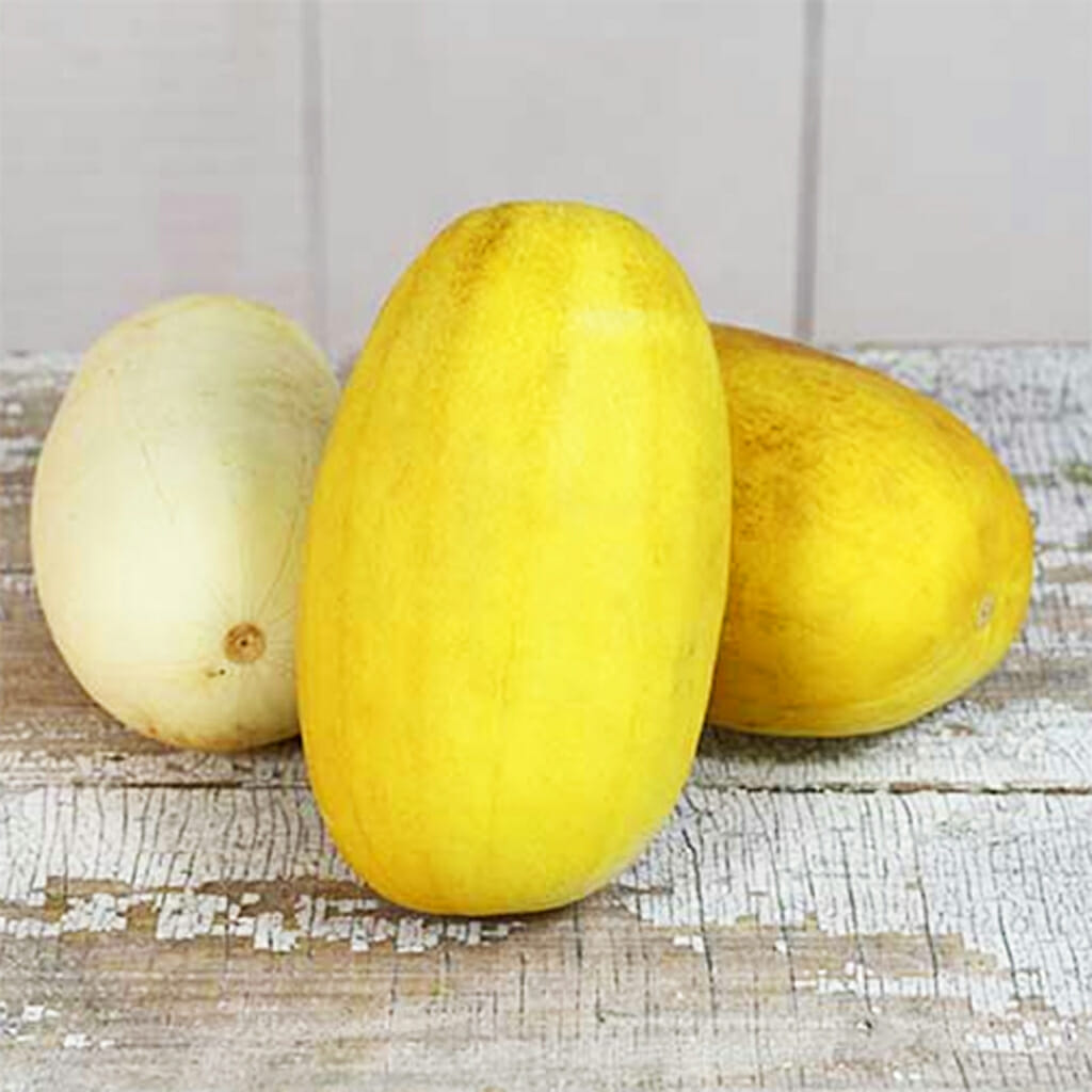 CUCUMBER - Russian Giant - Cucumis sativus