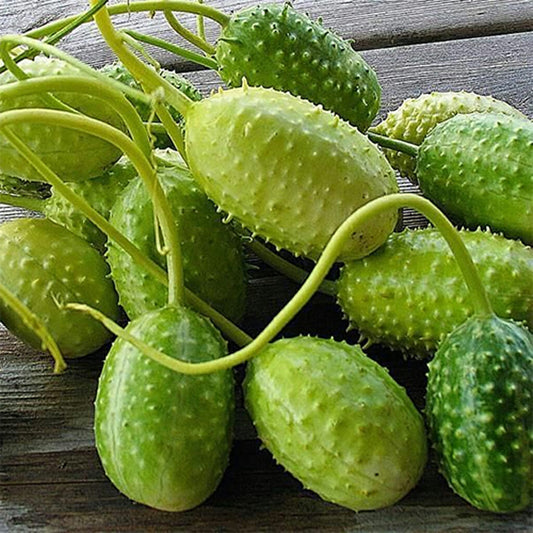 CUCUMBER - West Indian Gerkin  - Cucumis anguria