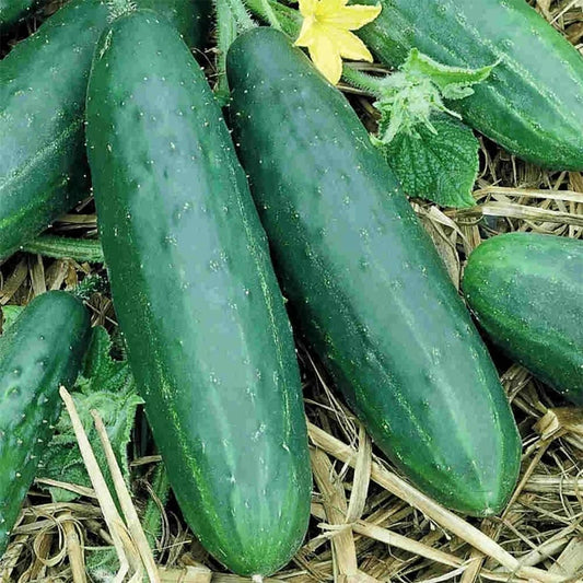 CUCUMBER - Spacemaster  - Cucumis sativus