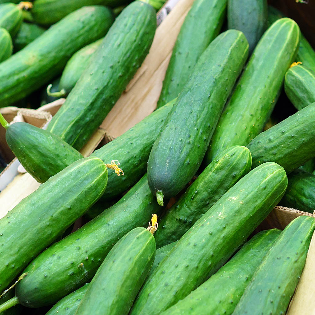 CUCUMBER - Green Gem (Poinsett) - Cucumis sativus