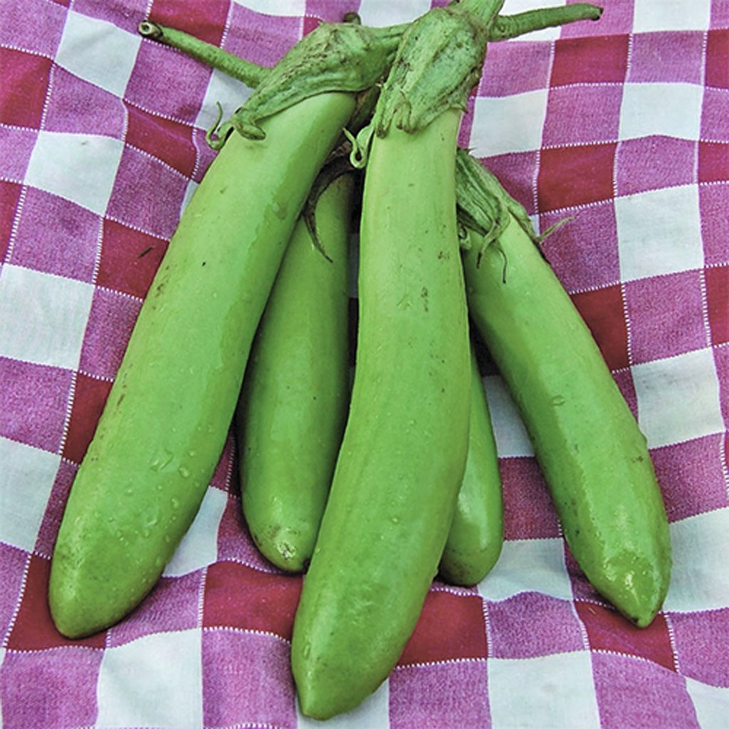 EGGPLANT - Thai Long Green - Solanum melongena