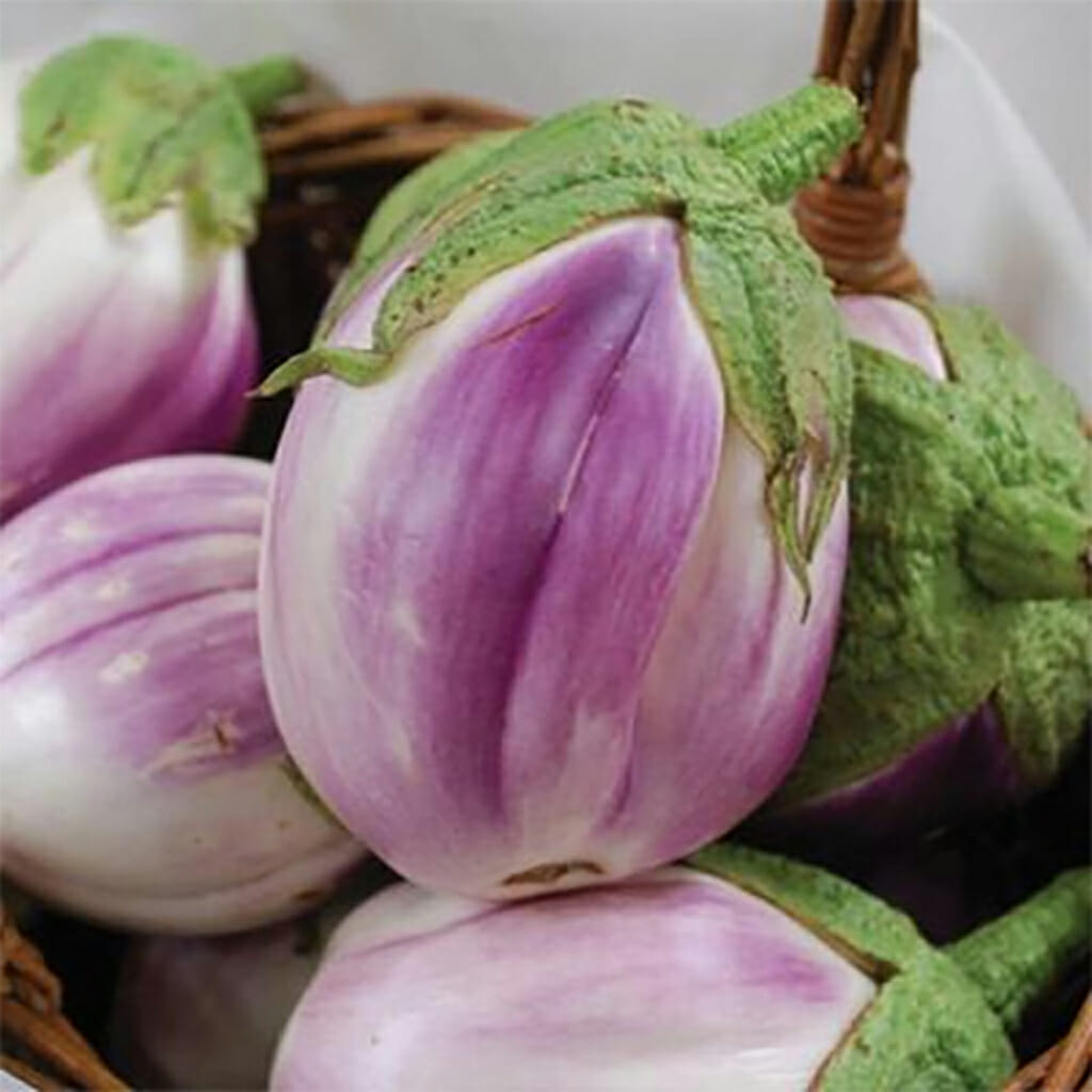 EGGPLANT - Rosa Bianco - Solanum melongena