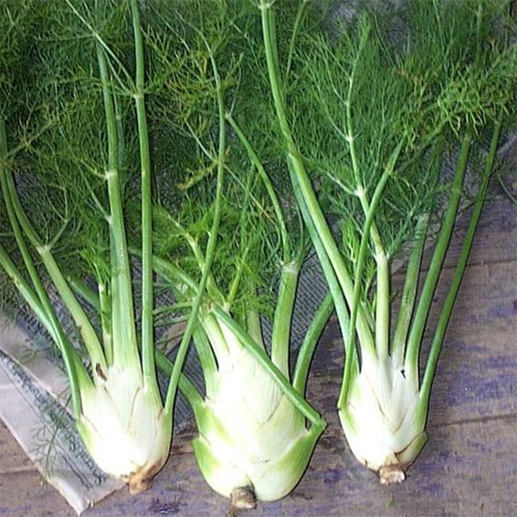 FENNEL - Florence - Foeniculum vulgare var. azoricum