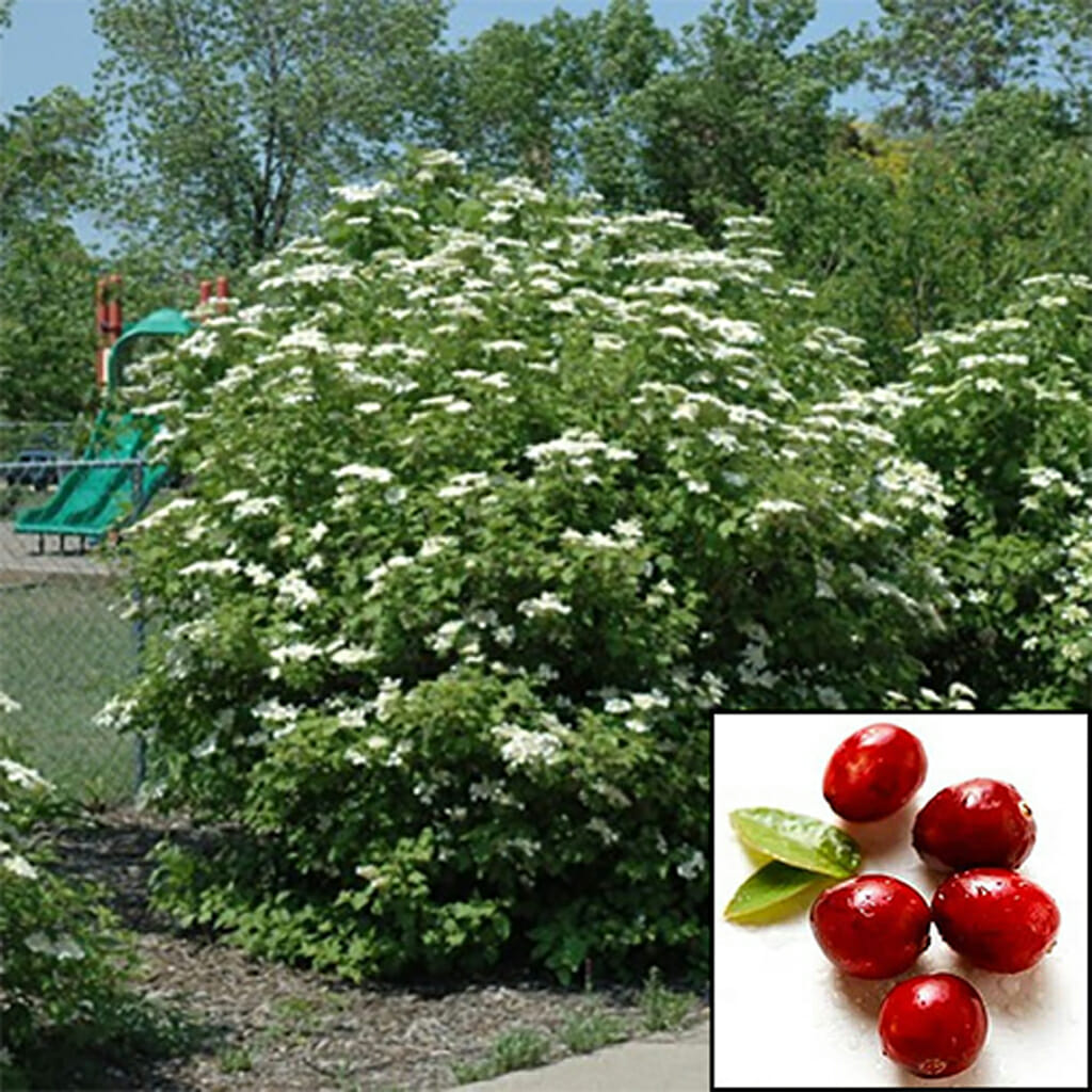 CRANBERRY - Highbush - Viburnum trilobum