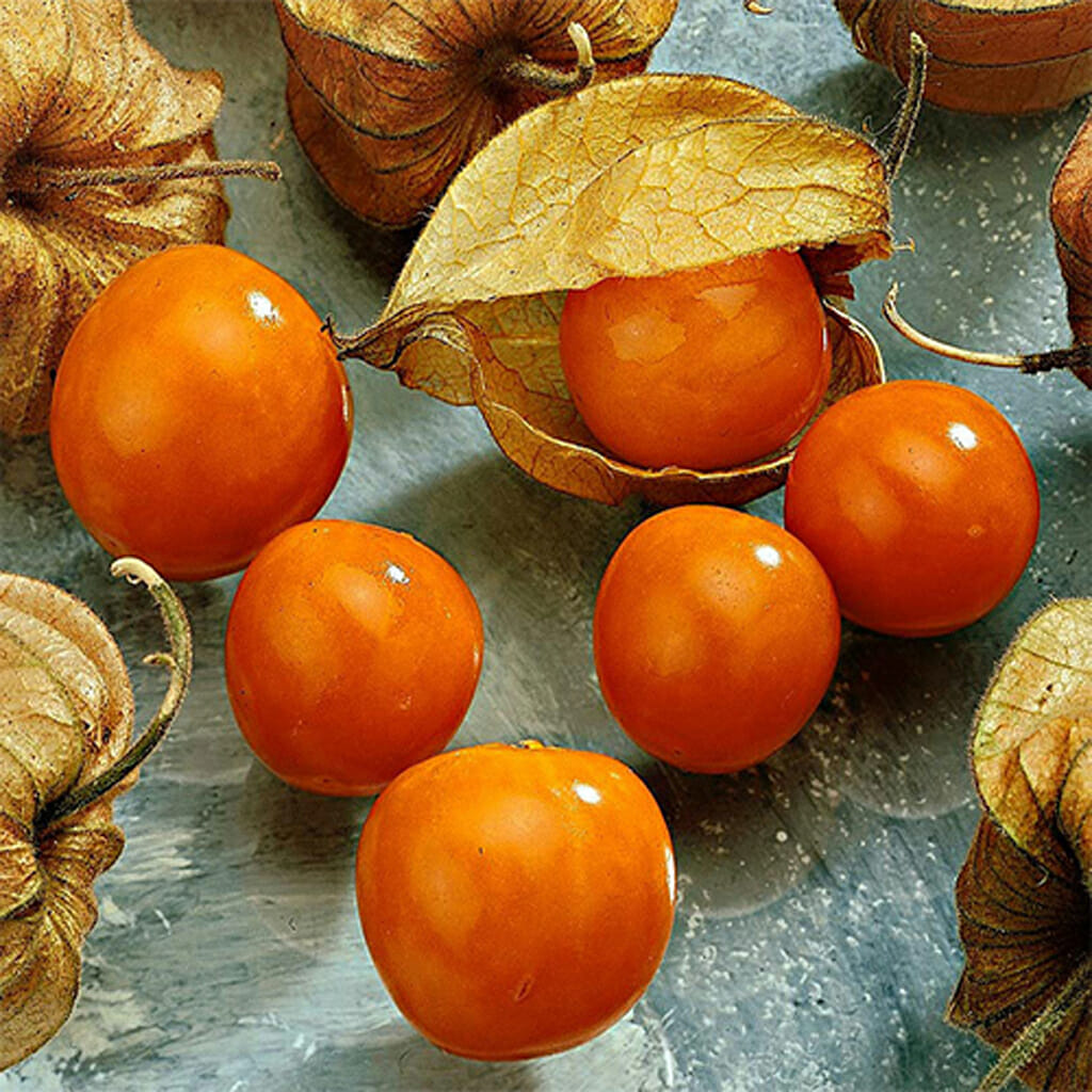 CAPE GOOSEBERRY - Dwarf - Physalis peruviana