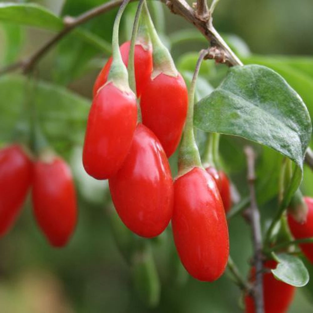 GOJI BERRY -  - Lycium barbarum