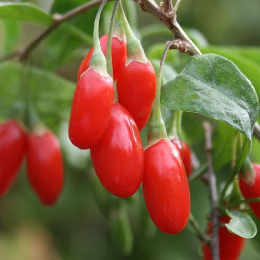 GOJI BERRY -  - Lycium barbarum